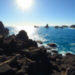 Iguanas marinas en rocas junto a un océano azul